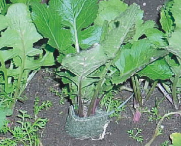 Mosca da couve (divulgação)